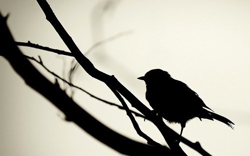 littlebirdbirdbirdanimalbranchnaturephotography-4c1efa70c1f5d133cf2d066c9511f917_h.[1]
